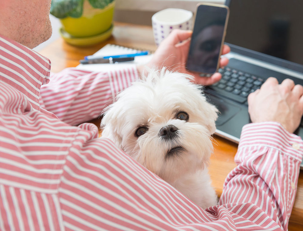 picture for Animals at Work:  Responding to Employee Requests to Bring Their Animal to Work